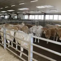 broutards charolais en bâtiment