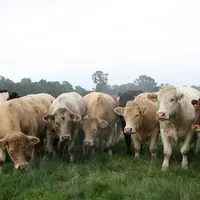 bovins dans un champ brumeux