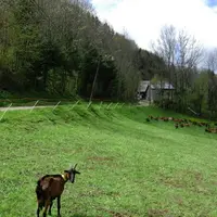 chèvre dans des prairies