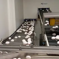 oeufs sur des tapis de circulation