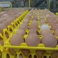 oeufs dans des emballages plastiques
