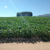 Un champ de soja