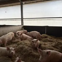 porcs en étable