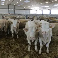 broutards charolais en batiments agricoles