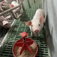 porcelet devant sa mangeoire