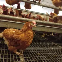 poule rousse en élevage