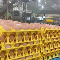 oeufs dans des alvéoles plastiques