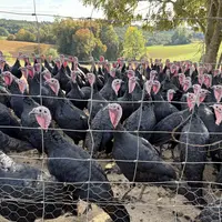 dindes dans un pré