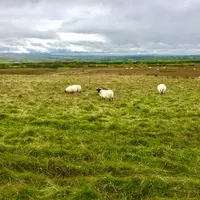 moutons dans un pré