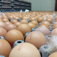oeufs en alvéole