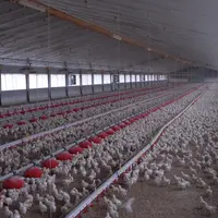 un élevage de poulets