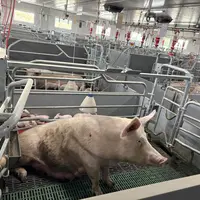 Truie venant de mettre bas