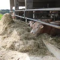 taurillons mangeant du foin