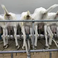 traite de chèvres
