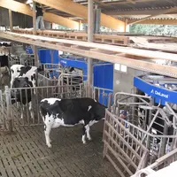 vache devant  3 robots delaval en service