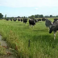vaches dans une prairie