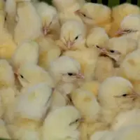 poussins