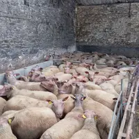 brebis dans une bergerie