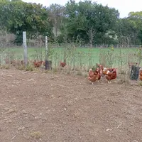 poules rousses devant des arbustes