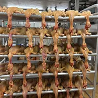 poulet en abattoir