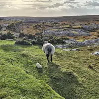 mouton dans un paysage