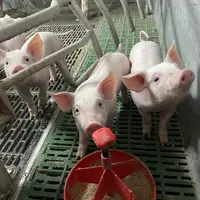 cochons en élevage