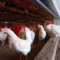 poules blanches en batiment