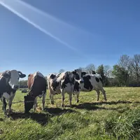 4 vaches dans un pré