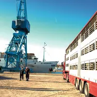 camion bétailler au port
