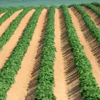 champ de pommes de terre