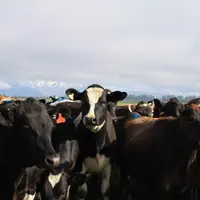 vaches