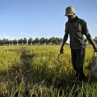 Rizière photographiée sur le continent africain