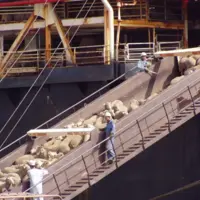 moutons sur une passerelle de navire