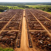 Terrains de stockage et troupeaux au Brésil
