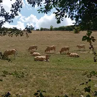 vaches dans un pré