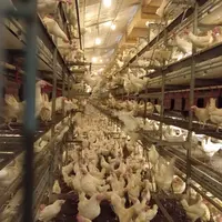 poules blanches en élevage