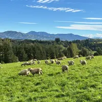 moutons dans une prairie montagneuse