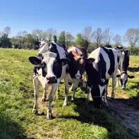 vaches prim holstein