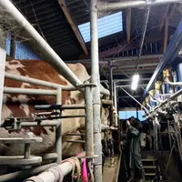 vache à la traite
