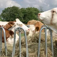 vaches simmental