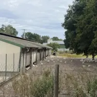 Poulailler Label Rouge d’un éleveur de poulets « Les fermes de Janzé »