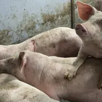 photo de cochons 