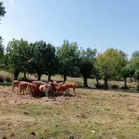 vaches dans un pré