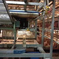 élevage de poules pondeuses