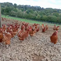 poules dehors en élevage