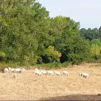 vaches dans un pré