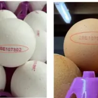 oeufs
