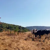 vaches dans une prairie