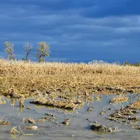 Inondation d'une parcelle de maïs ciel orageux