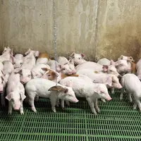 porcs en élevage